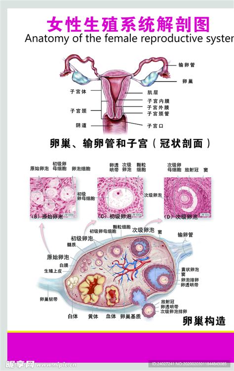 女人性器官|小知识:女性生殖系统